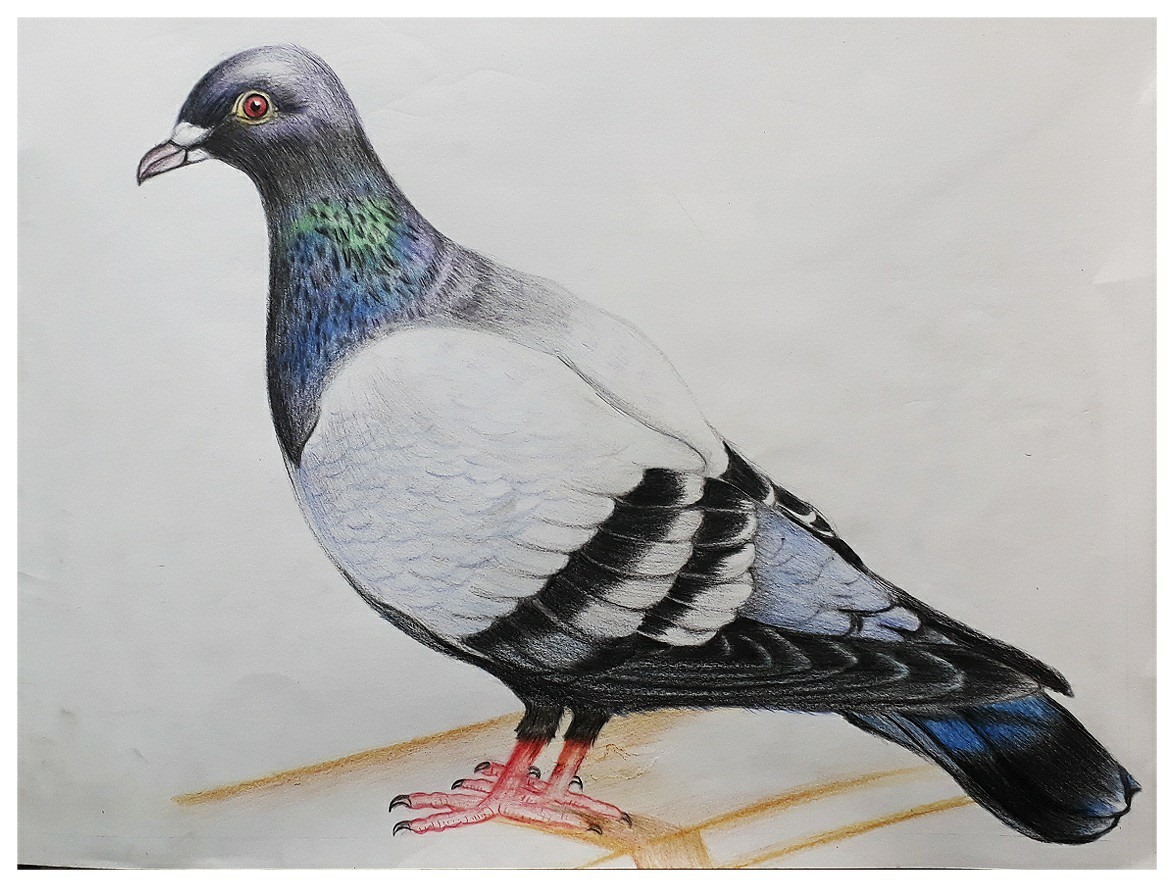 Drawing Course